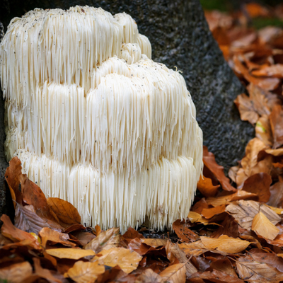 Organic 8:1 Lion's Mane