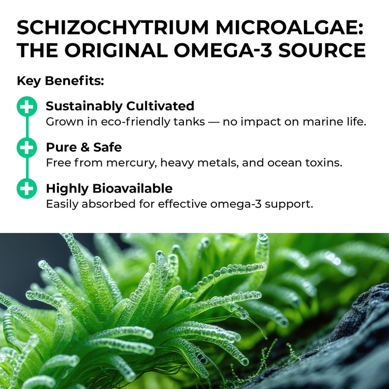Schizochytrium microalgae with key benefits listed above