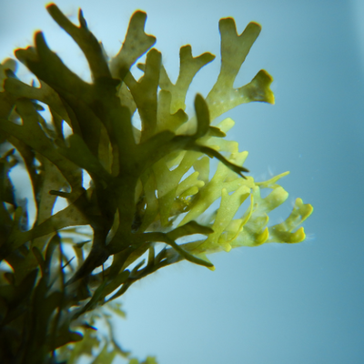 Organic Seagreens