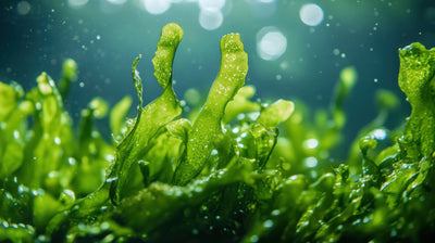 Microalgae Schizochytrium Oil