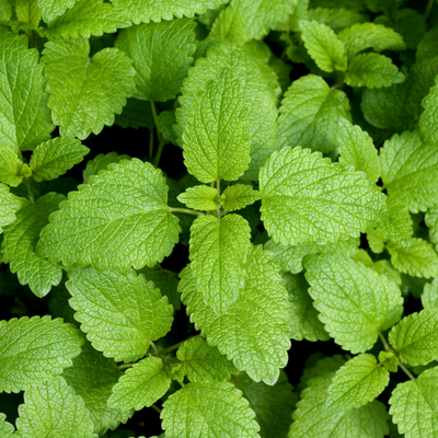 Lemon Balm Extract