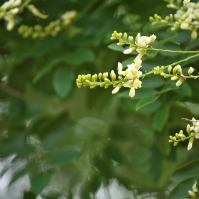 Quercetin