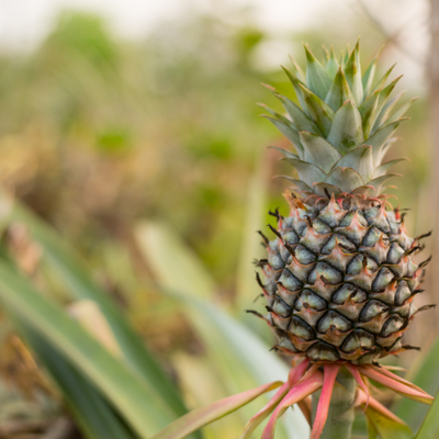 Bromelain