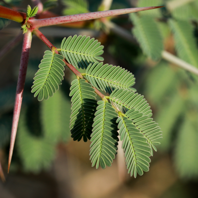 Acacia Fibre